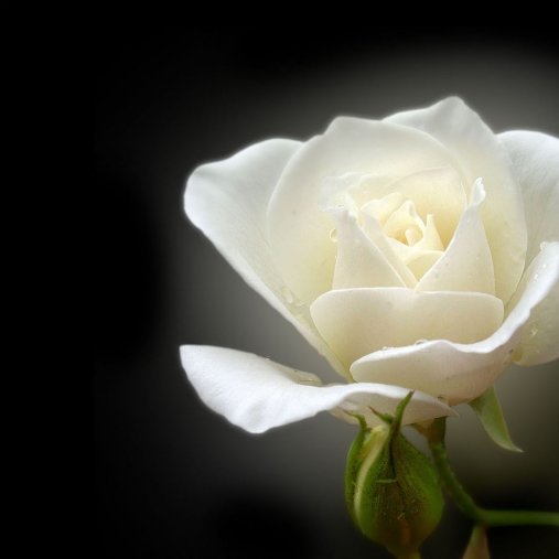 Foto Liliane Ghyselen
