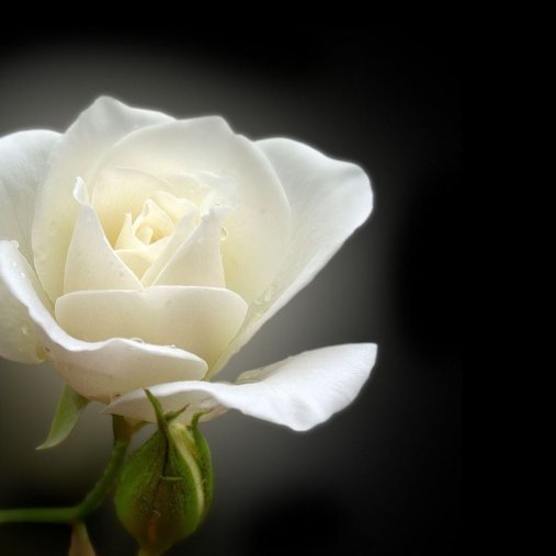 Uitvaartzorg Commeyne - Rose Anne Doens